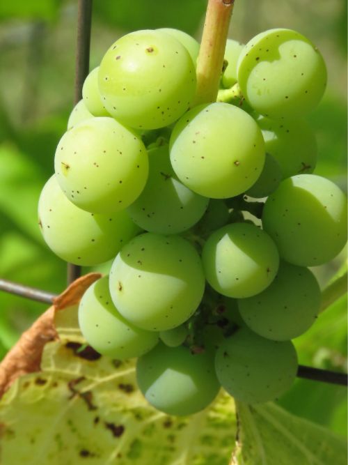 Chardonnay Grapes On a Vine