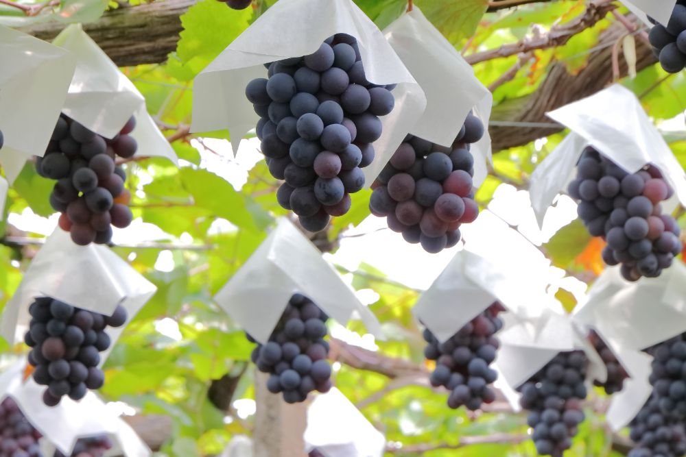 Japanese Grapes On a Vine Covered In Wax paper