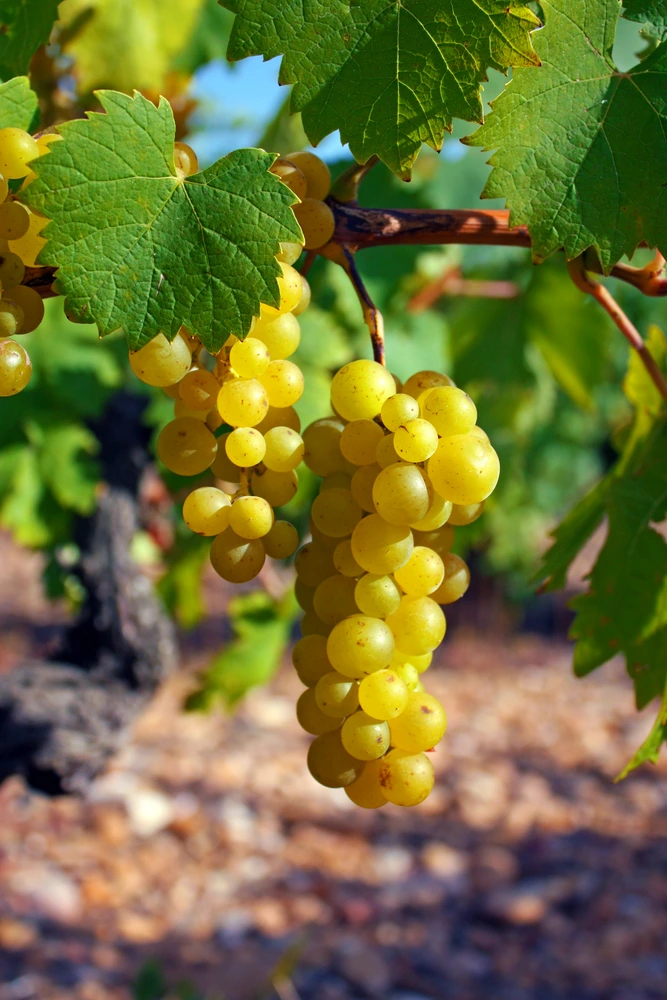 Muscat grape on a vine in the South of France