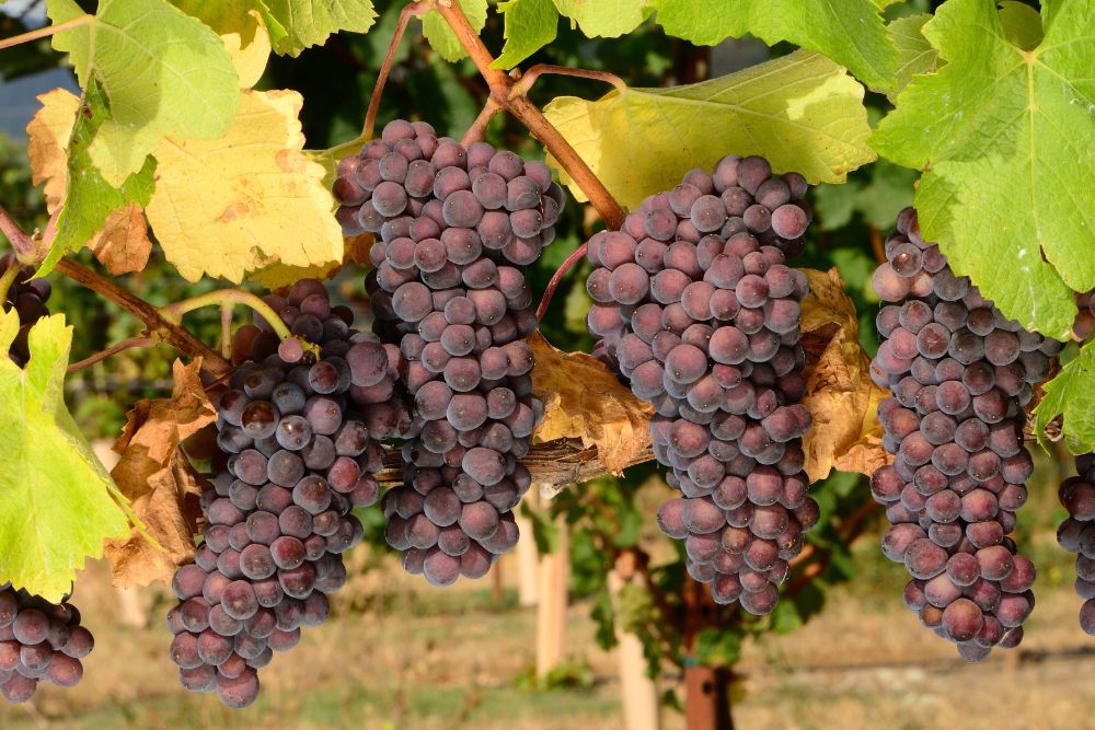 Pinot Noir Grape on a vine