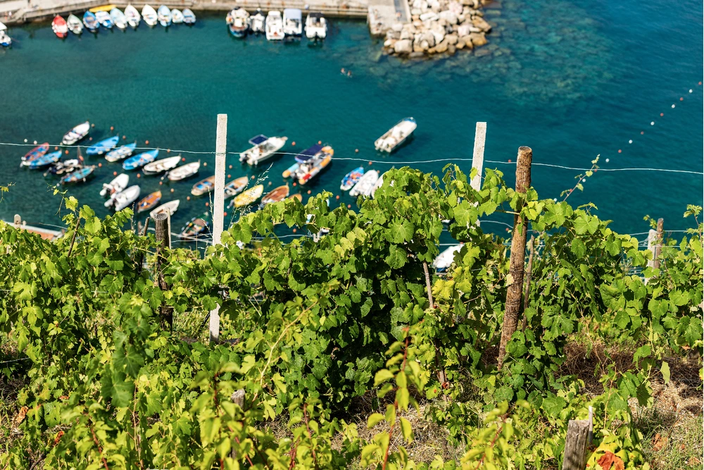 Vermentino vineyard overlooking a dock - Vernazza Liguria Italy