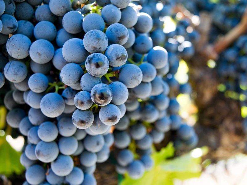 Cabernet Sauvignon grapes on a vine close up