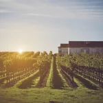 The 11 Best Wineries to Visit in Maryland