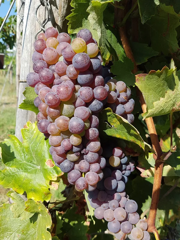 Pinot Grigio grapes on a vine close-up