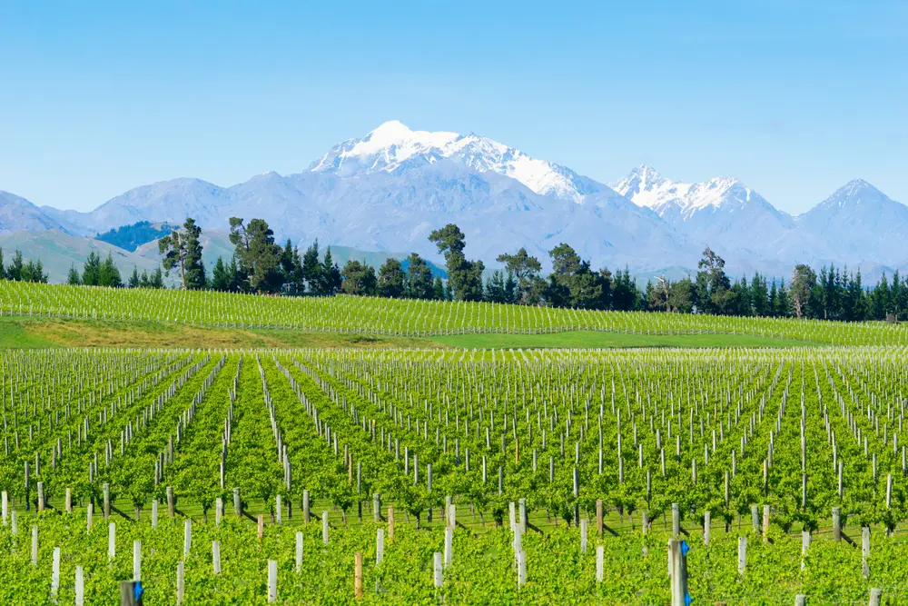 Sauvignon Blanc vineyards in Marlborough New Zealand