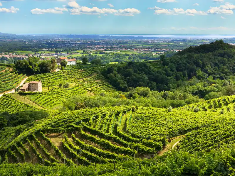 Valdobbiadene - Prosecco hills in summer
