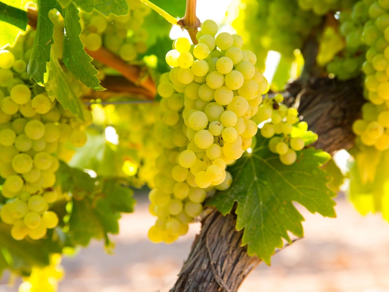 Chardonnay grape on a vine in sunlight
