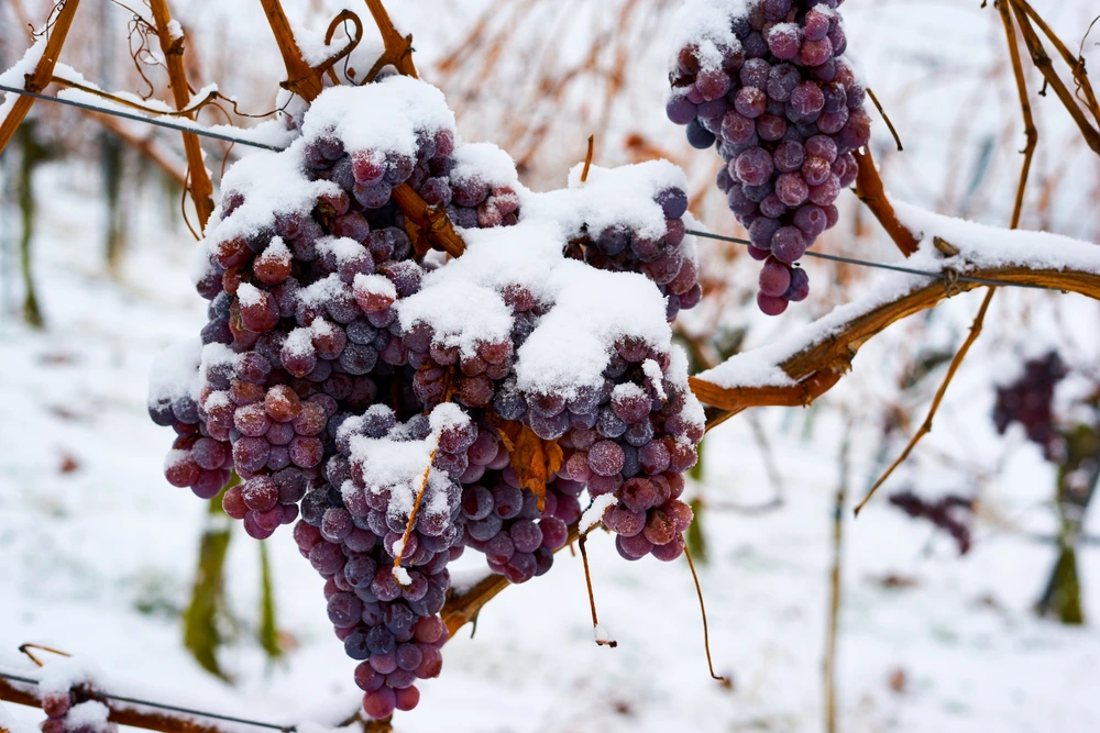 Frozen Ice Wine Grapes on a vine