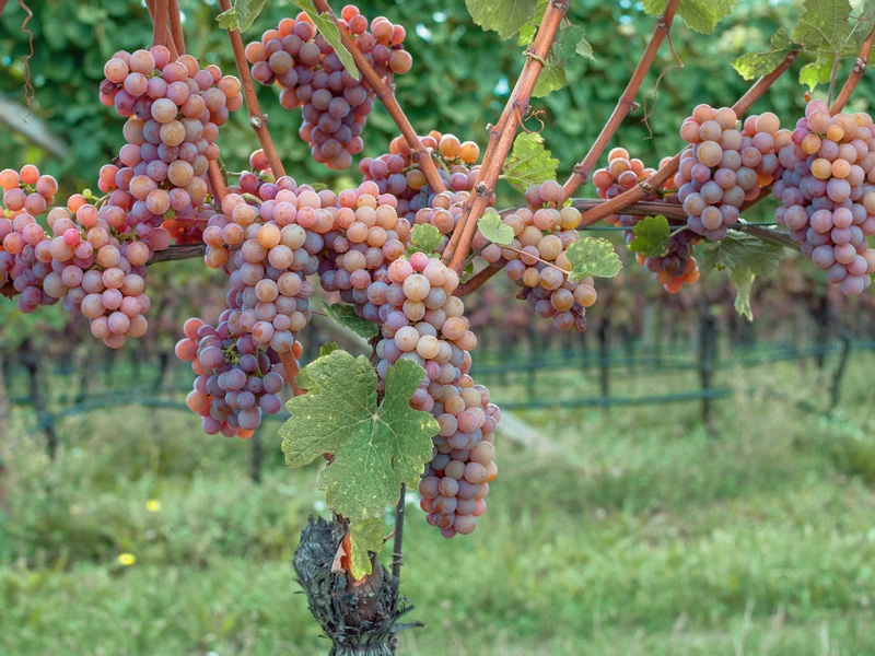 Gewurztraminer grapes growing on a vine