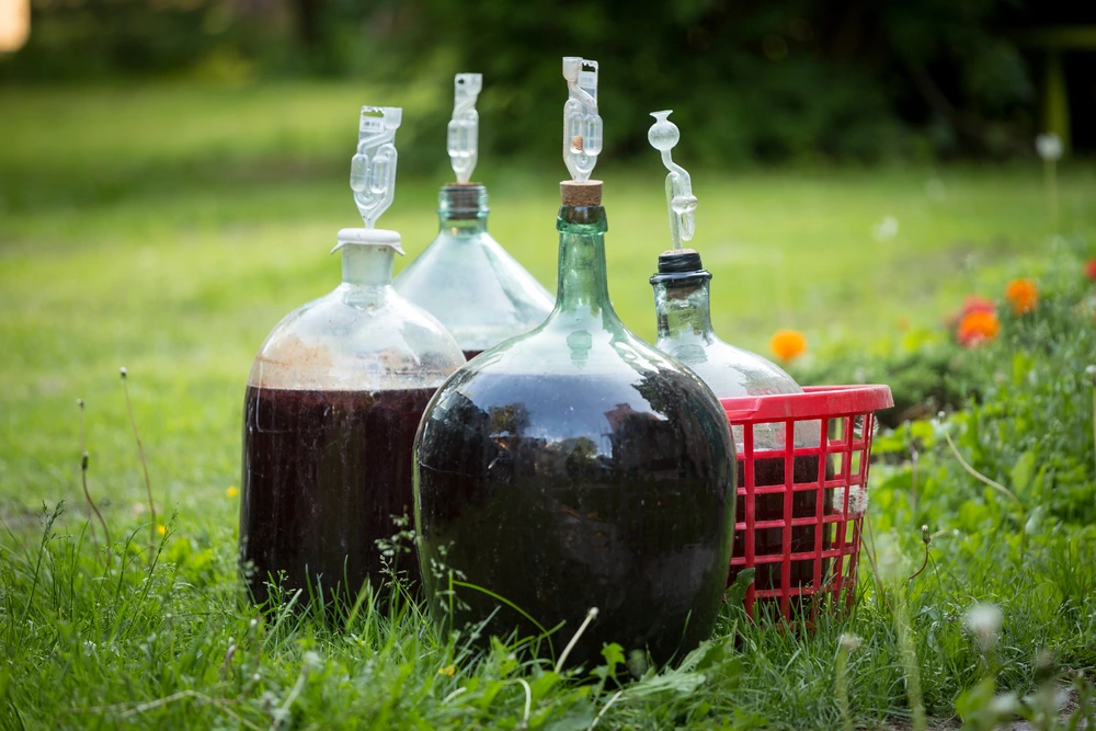 Homemade Wine in fermentation bottles