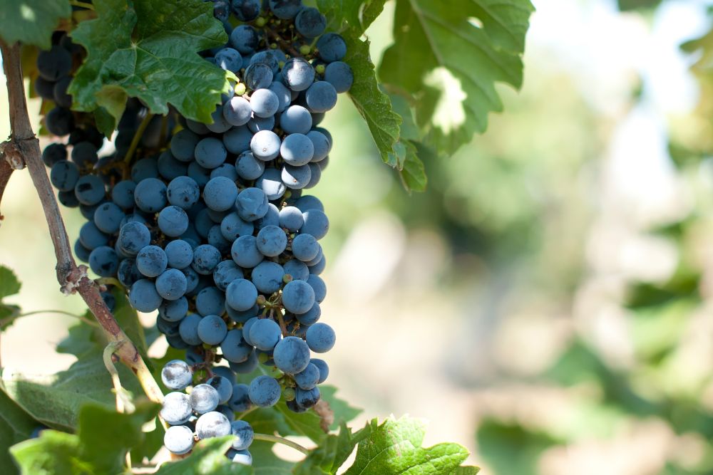 Merlot Grape on a vine