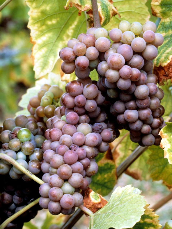 Pinot Grigio Grape on a vine clustered