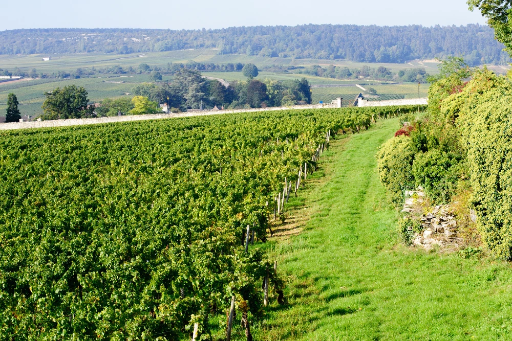 Pinot noir vineyard in Beaune. Burgundy, France
