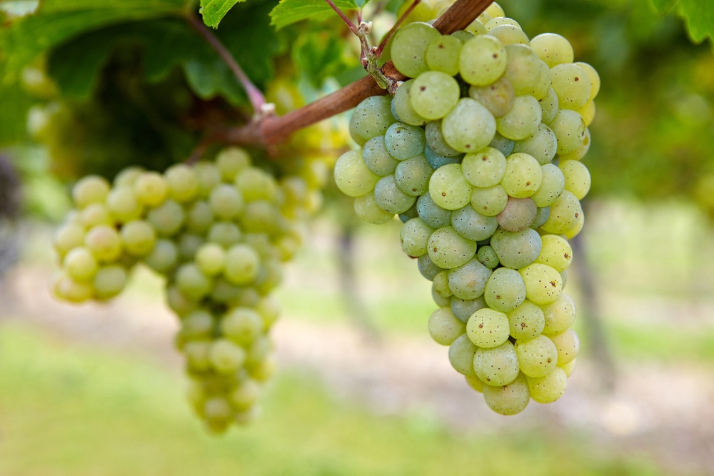 Riesling Grapes On a Vine In Germany
