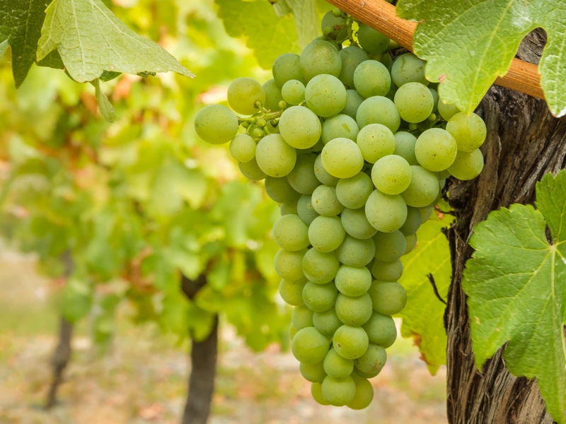 Sauvignon Blanc grape variety on a vine