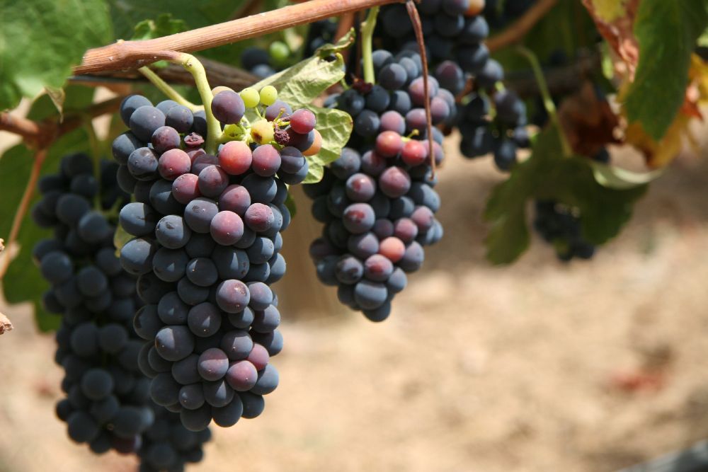 Syrah Grape on a vine