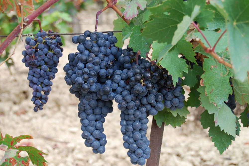 Tempranillo Grape on a vine