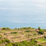 Vineyard in Liguria, Italy that produces vermentino