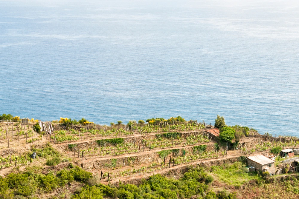 Vineyard in Liguria, Italy that produces vermentino