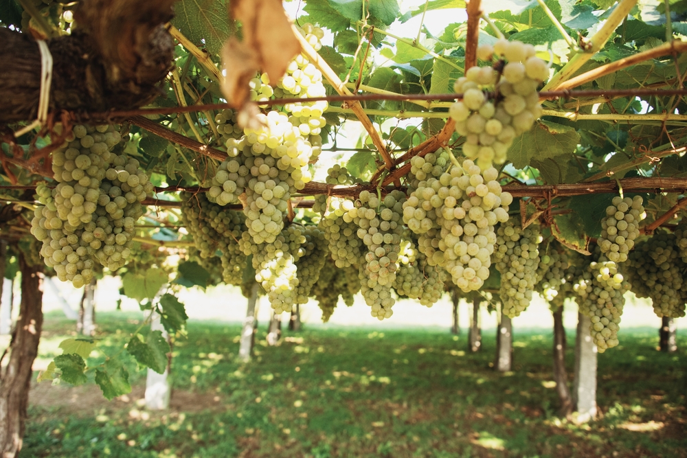 Vineyards For Albarino Wine In Spain