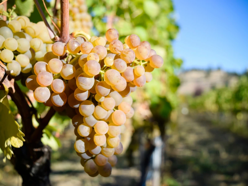 Viognier grape close up on a vine