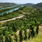 Viognier vineyard in France's Rhône Valley