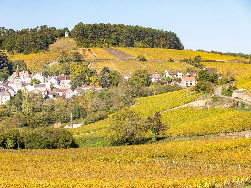 Vineyard in Burgundy, France on a bright sunny day
