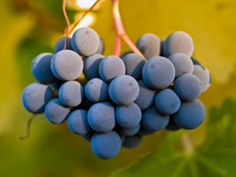 Cabernet Sauvignon grapes clustered very close up shot