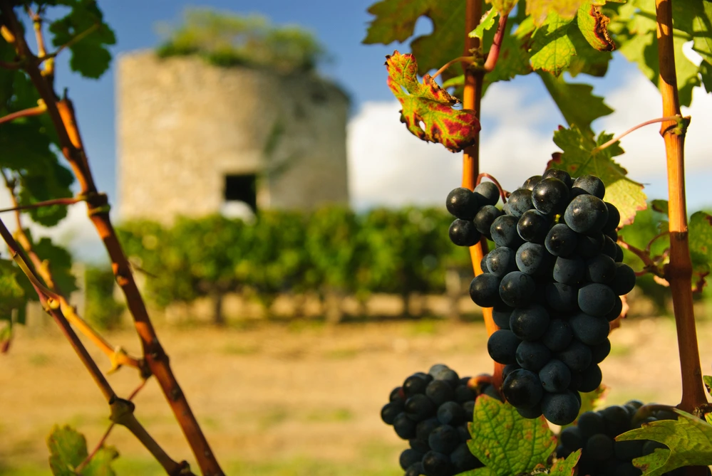 Grapes on a vine and medieval tower in the background