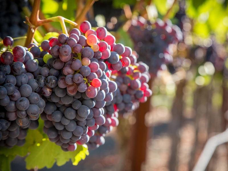 Grenache grapes clustered in a vineyard close up in sunlight