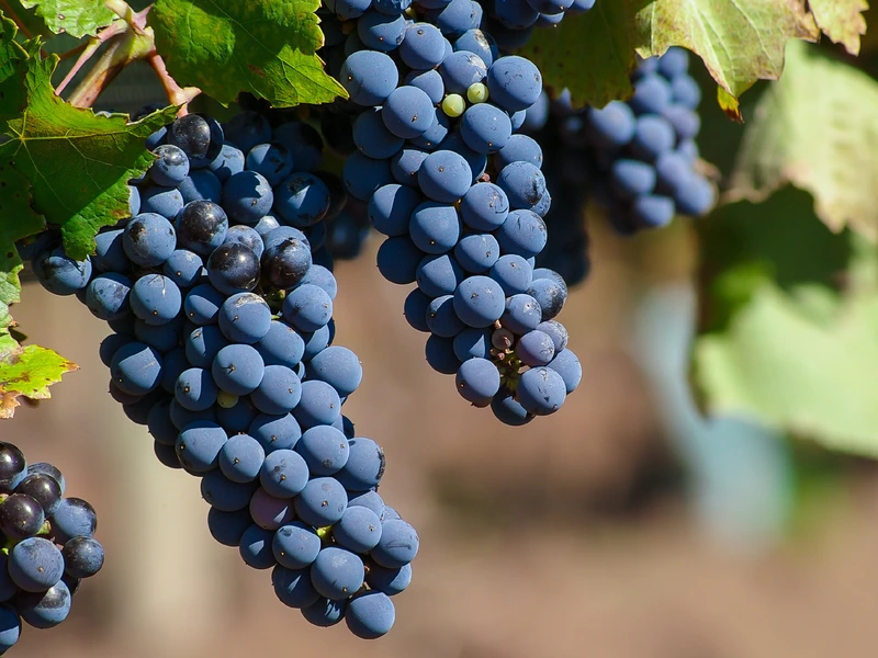 Malbec grapes clustered in a vineyard close up