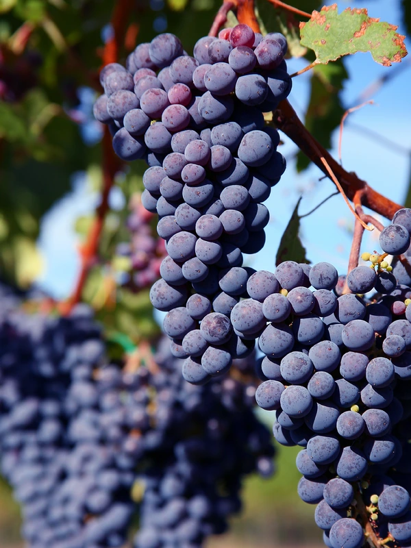Merlot grapes clustered in a vineyard close up in sunlight