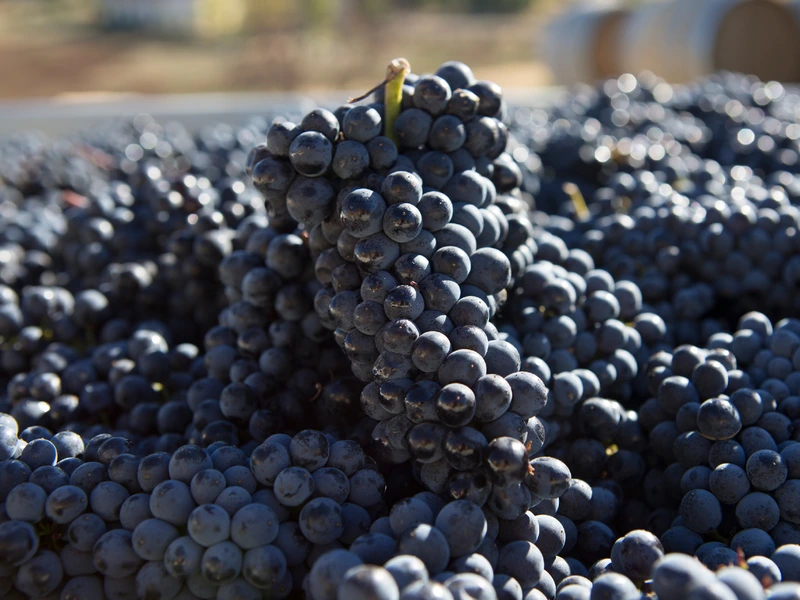 Pinot Noir grapes freshly picked in a barrel