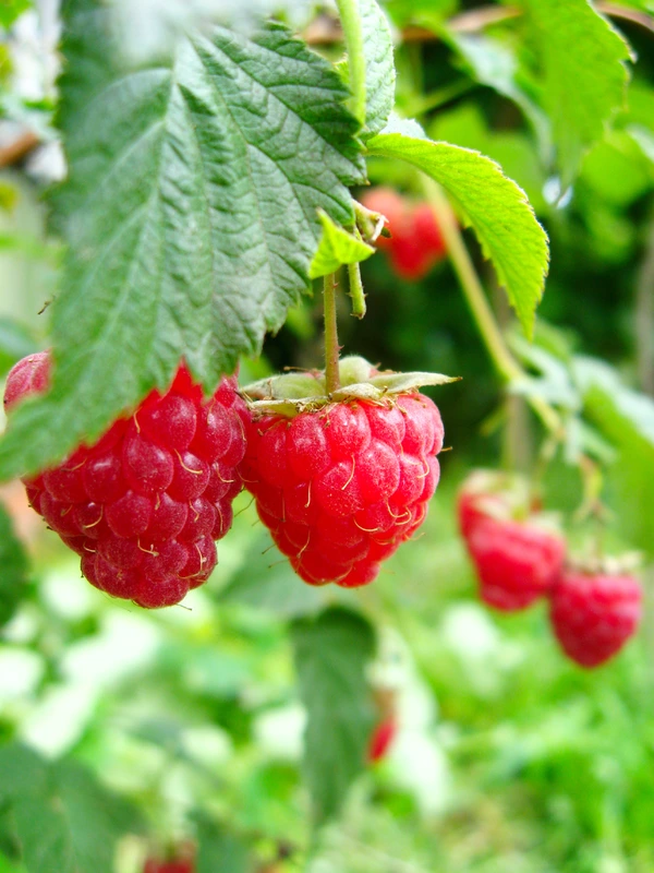 Ripe Raspberry growing on a raspberry bush