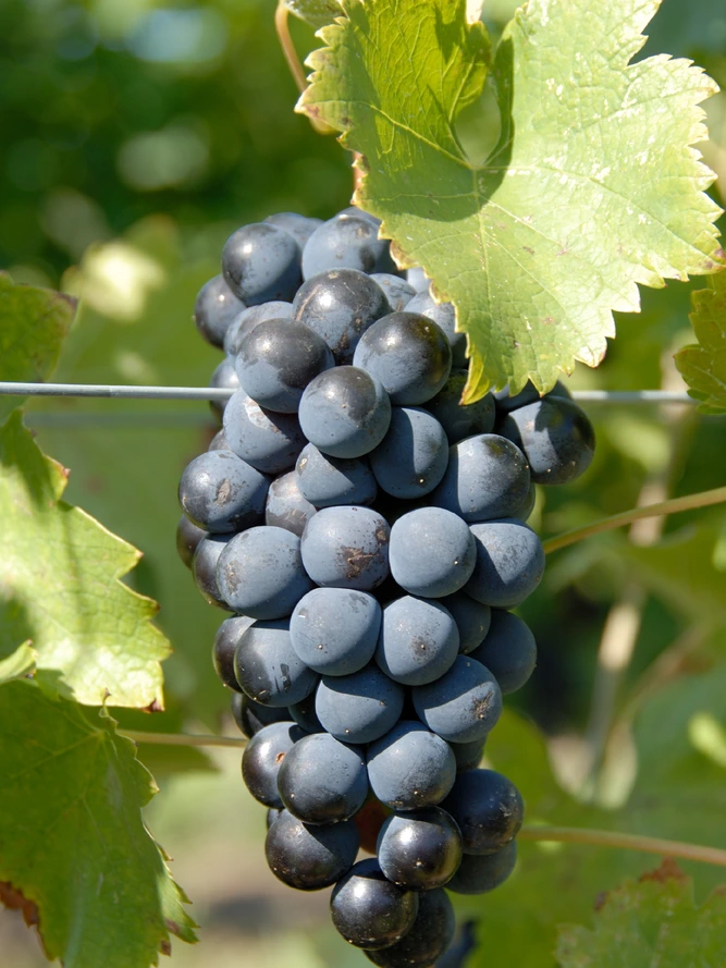 Syrah Shiraz grapes clustered in a vineyard close up