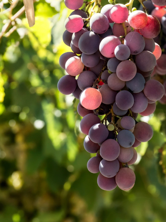 Zinfandel grapes clustered close up in sunlight