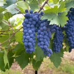 Cannonau grapes growing on a vine in Sardinia, Italy