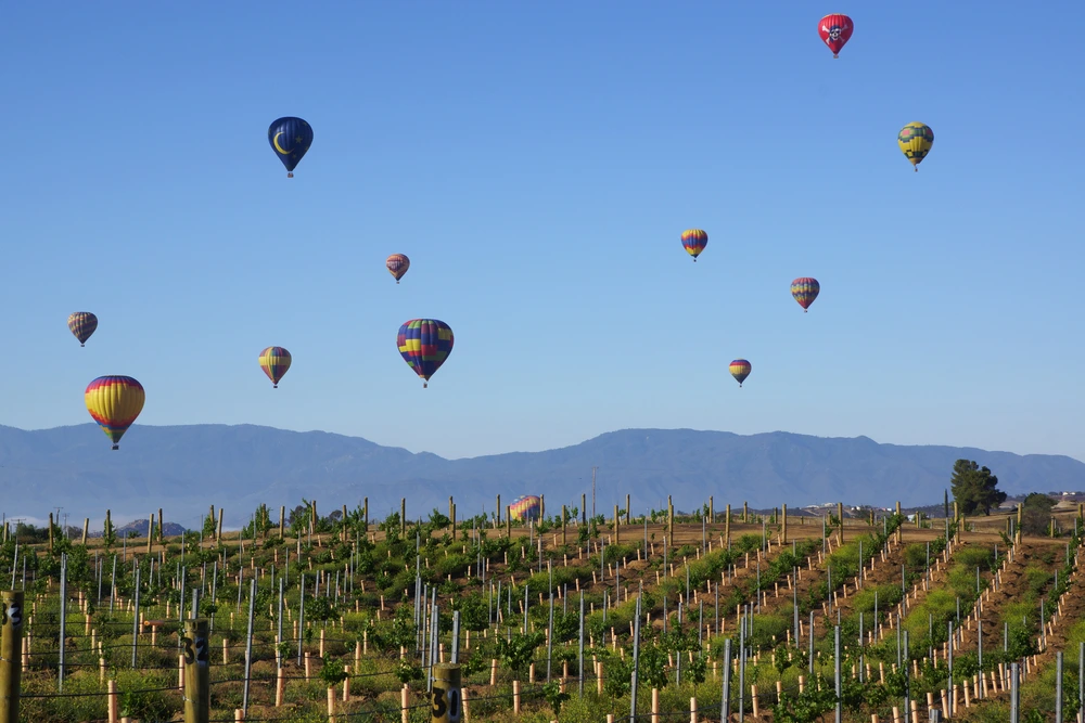 Hot air balloons over a vineyard at the Temecula Balloon and Wine Festiva