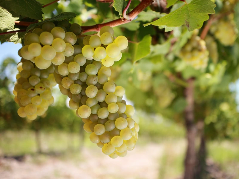 Chardonnay grapes on a vine close-up