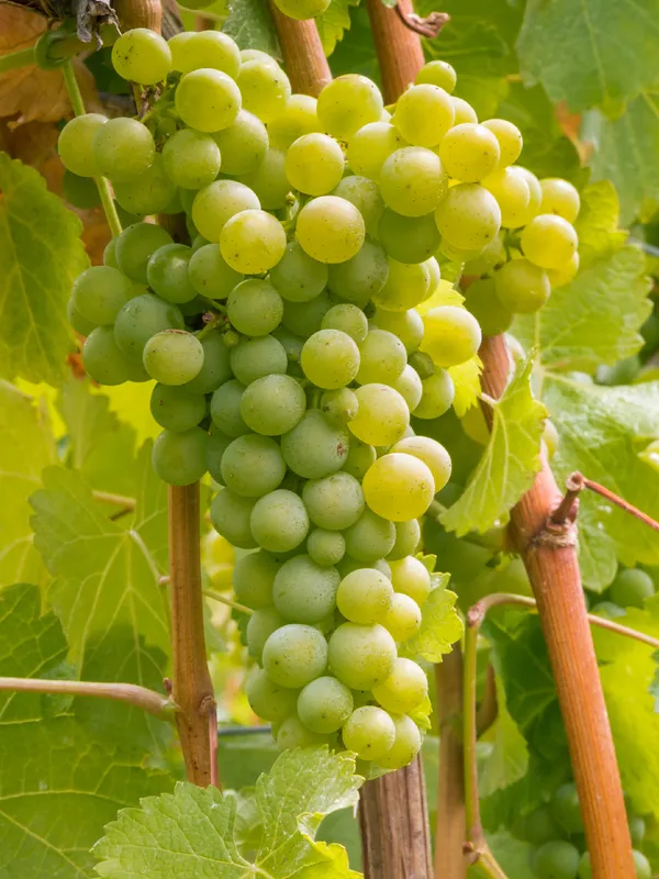 Sauvignon Blanc grapes on a vine close-up