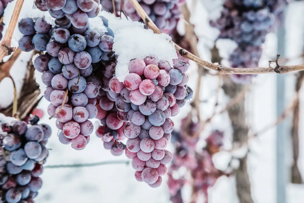 Frozen red grapes on a vine close-up