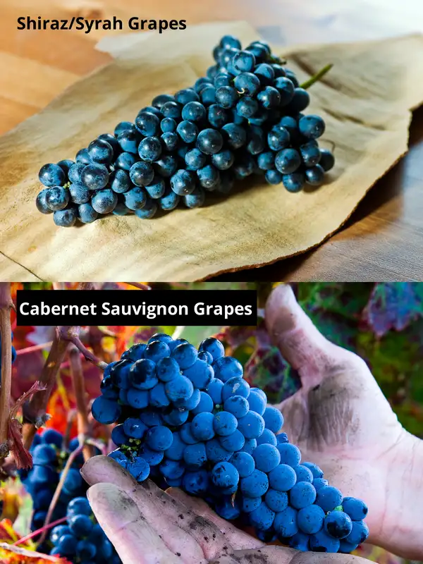 Grape differences Shiraz and Cabernet Sauvignon