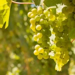 Is Sauvignon Blanc Sweet? Is it Dry? A Brief Guide to This White Wine