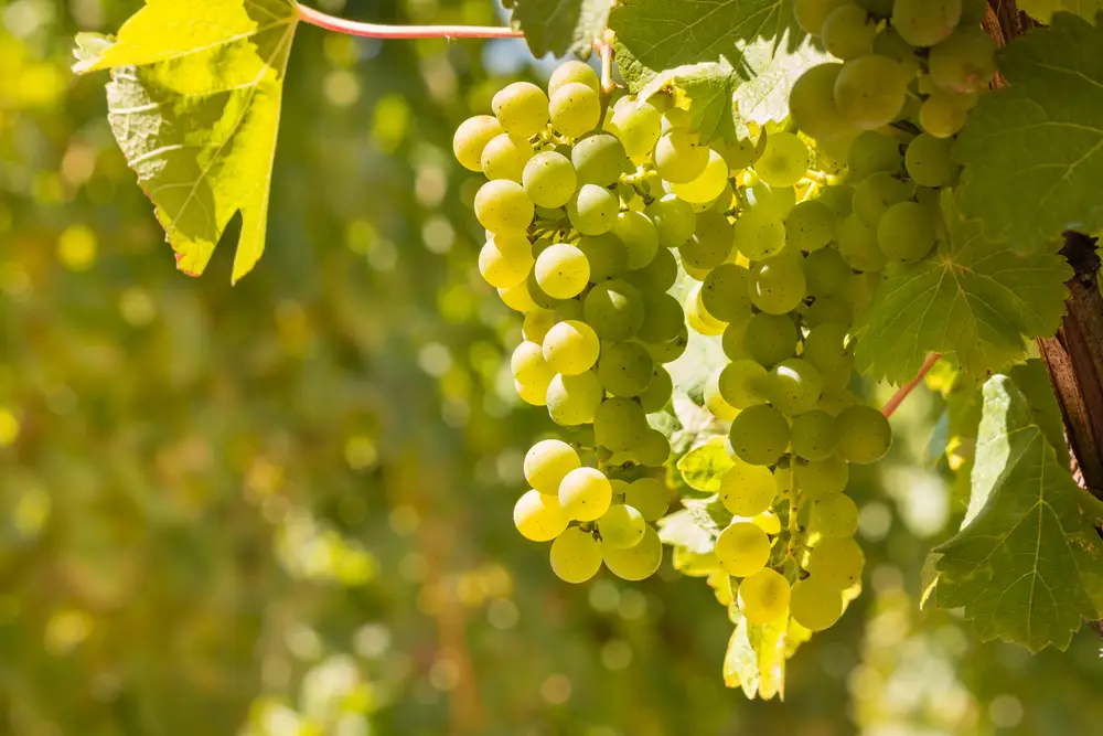 Closeup of bunches of ripe Sauvignon Blanc grapes on vine