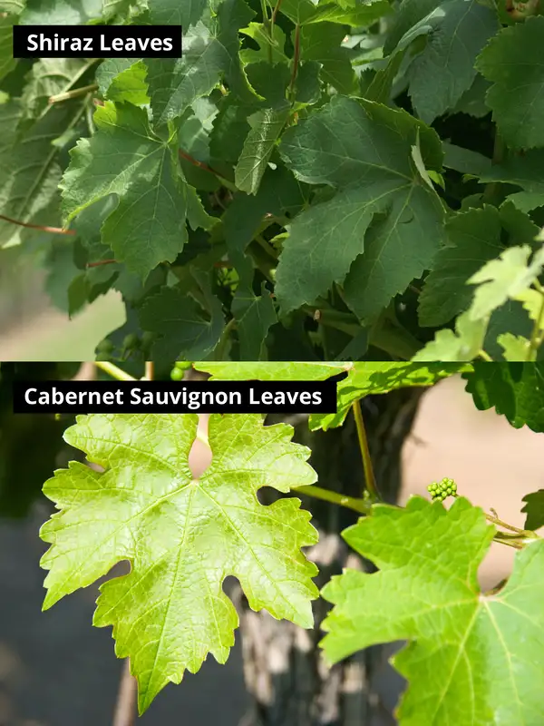 Shiraz and Cabernet Sauvignon Leaves differences