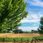 Vineyards in Oregon Willamette Valley