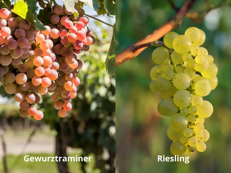 Gewurztraminer vs Riesling grape differences