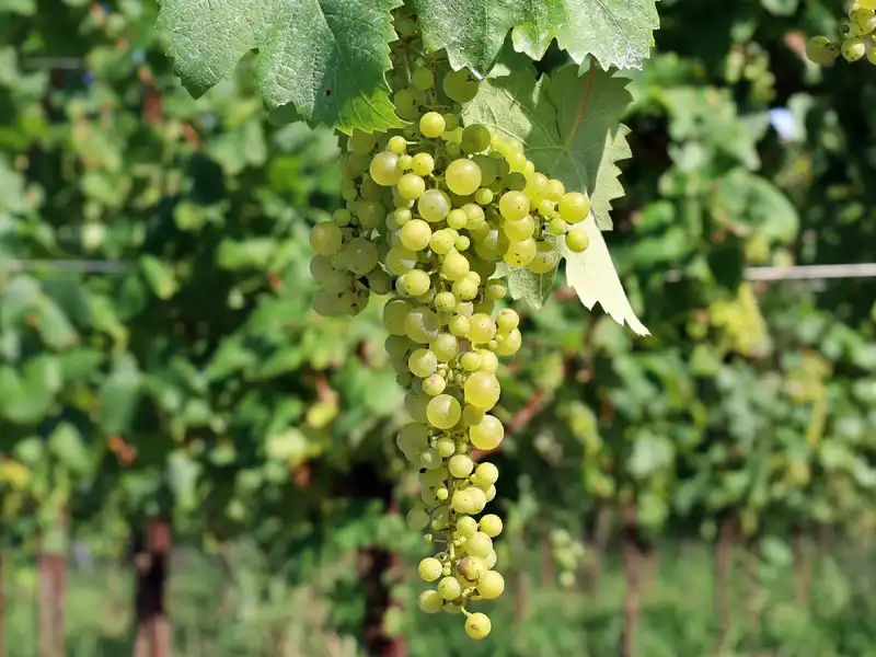 Glera grape on a vine