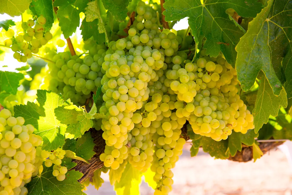 Riesling vs Chardonnay: Comparing The Differences - Chardonnay Grapes