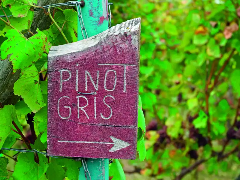 Pinot Gris Sign